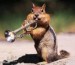 vevericka hra na trubke.jpg